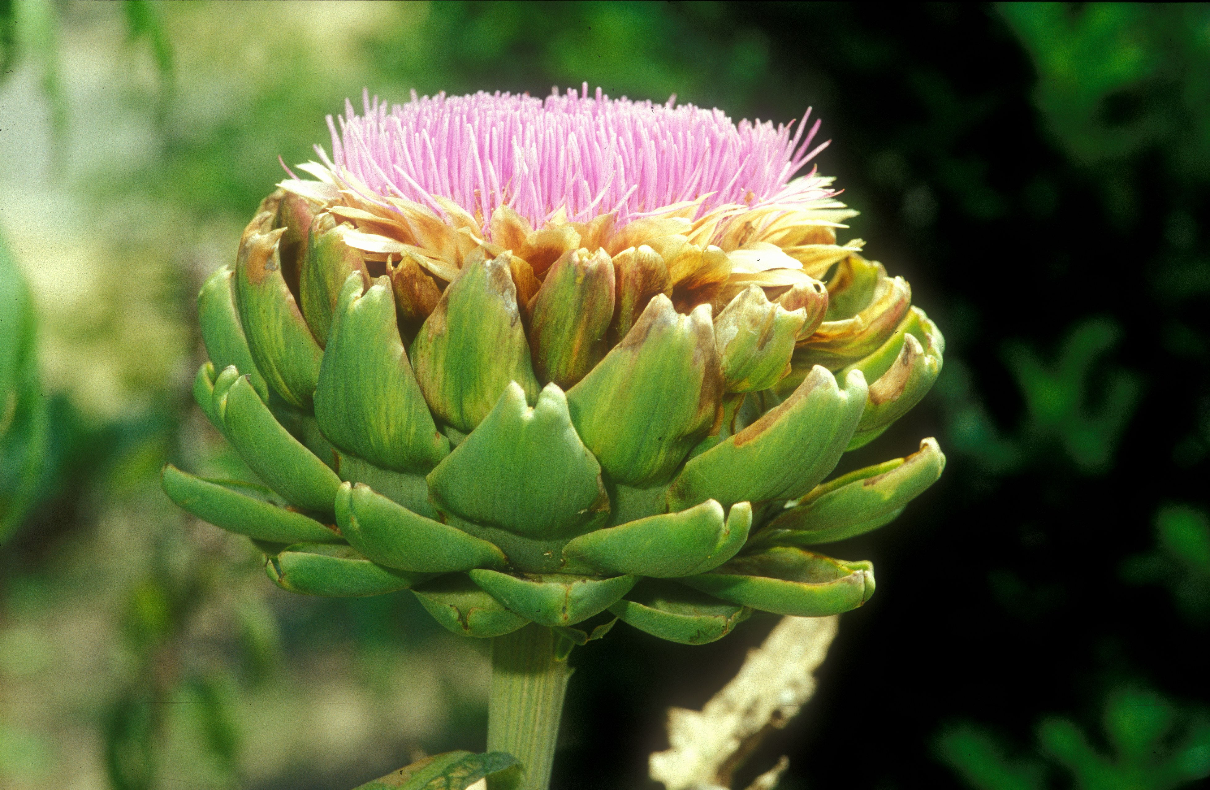 Cynara cardunculus_Blüte – Blu – Kräuter &amp; Gemüse - So gesund kann ...