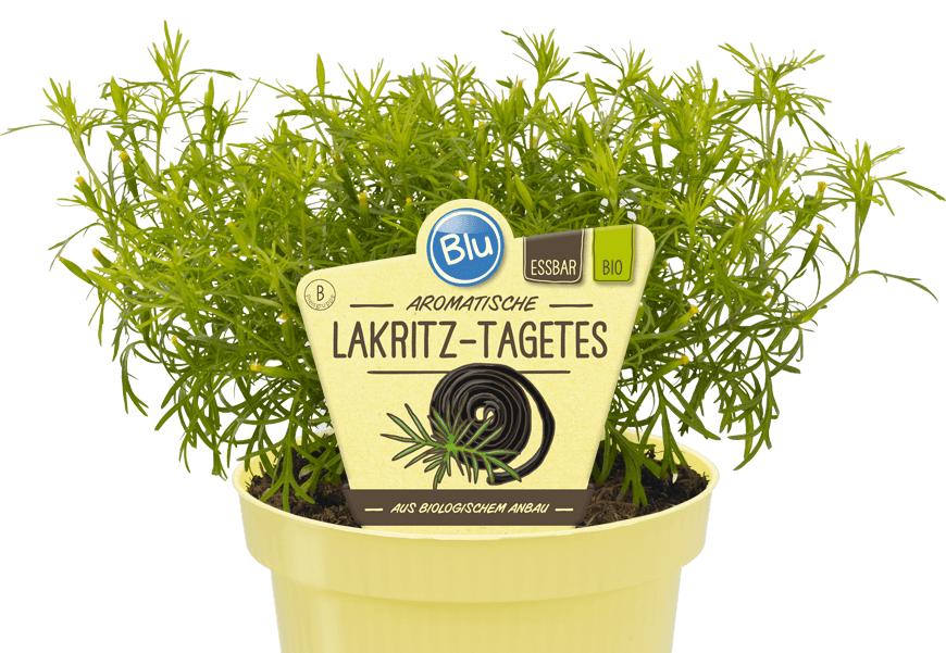 Blu - Aromatische Lakritz-Tagetes