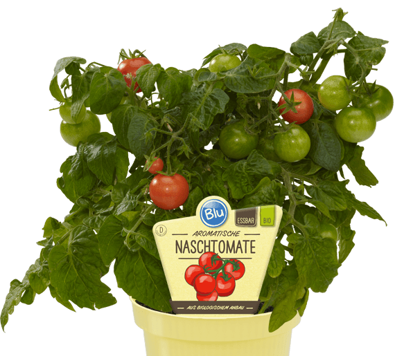 Blu - Aromatische Naschtomate