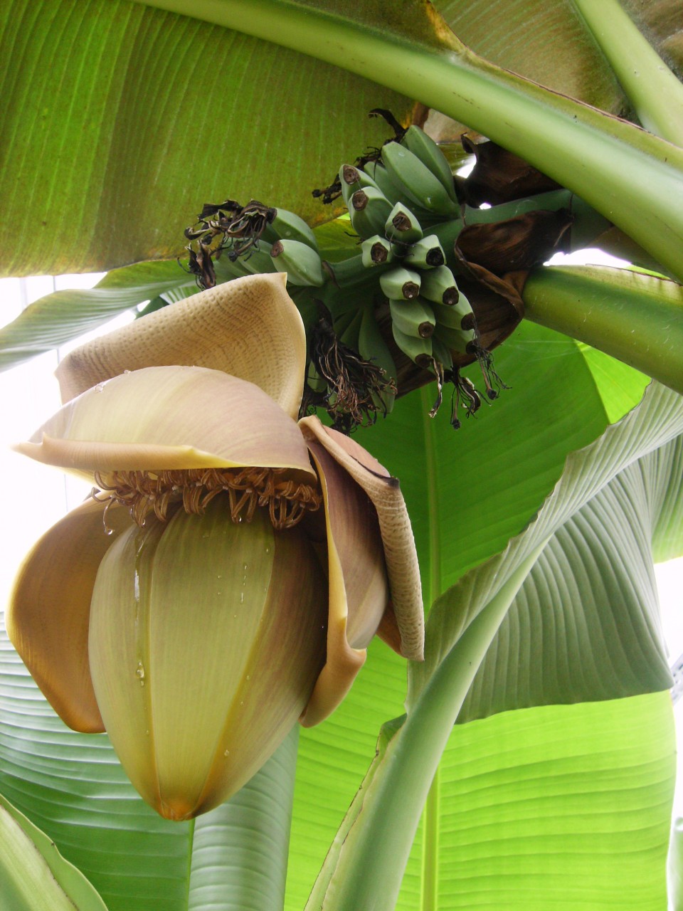 Banane – Blu – Kräuter &amp; Gemüse - So gesund kann lecker sein.