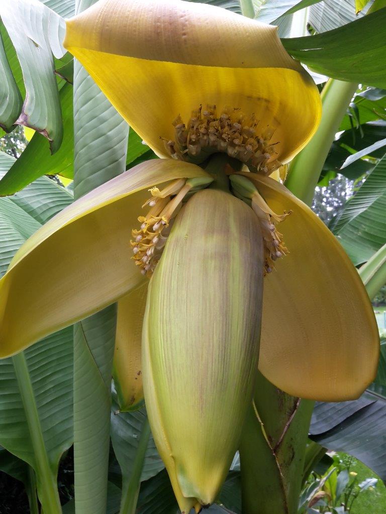Banane  Blu  Kruter & Gemse - So gesund kann lecker sein.
