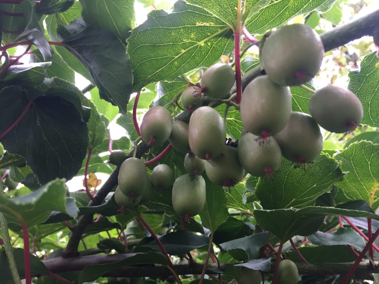 Mini-Kiwi – Blu – Kräuter & Gemüse - So gesund kann lecker