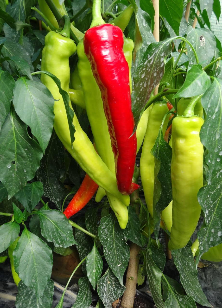 Bullhorn-Chili – Blu – Kräuter & Gemüse - So gesund kann lecker sein.