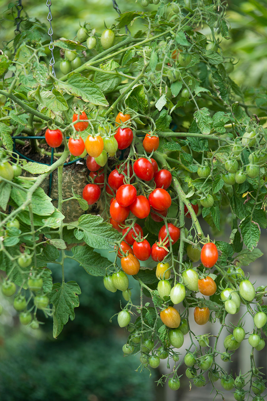 Buschtomate-F1-s – Blu – Kräuter &amp; Gemüse - So gesund kann lecker sein.