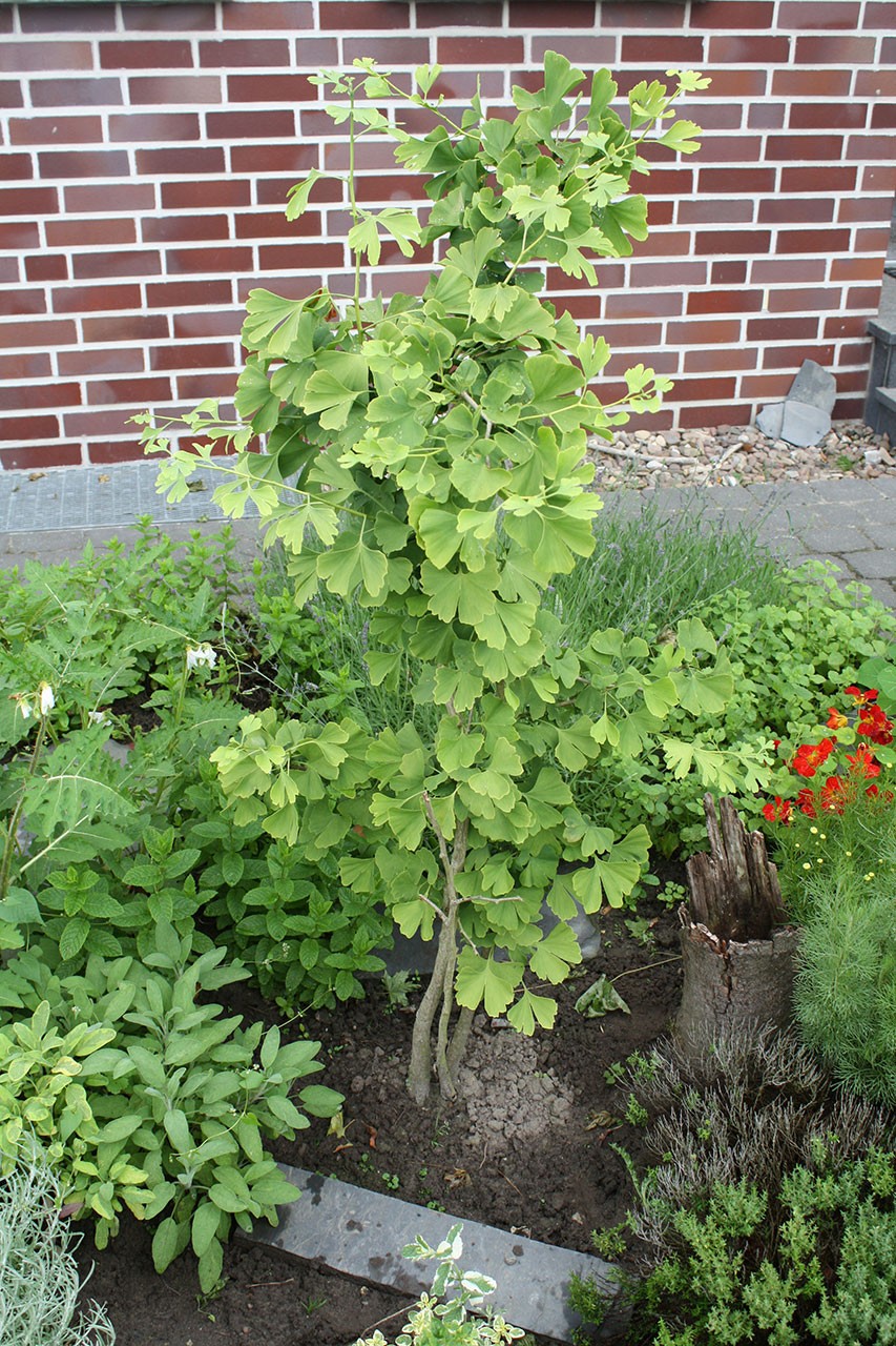 45+ schlau Bilder Ginkgo Garten - Ginkgo Pflanzen Und Pflegen So Wird S ...