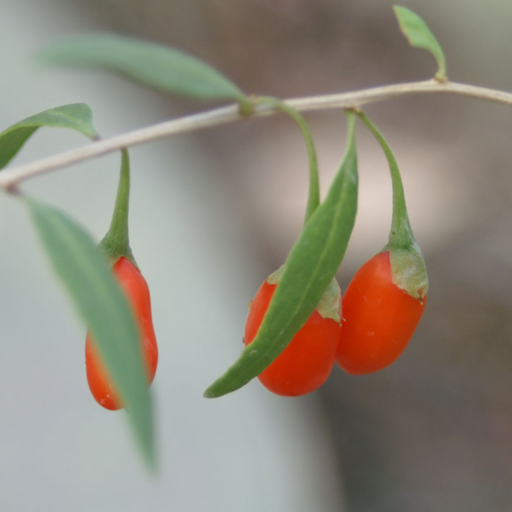 getrocknete goji beeren verwendung o