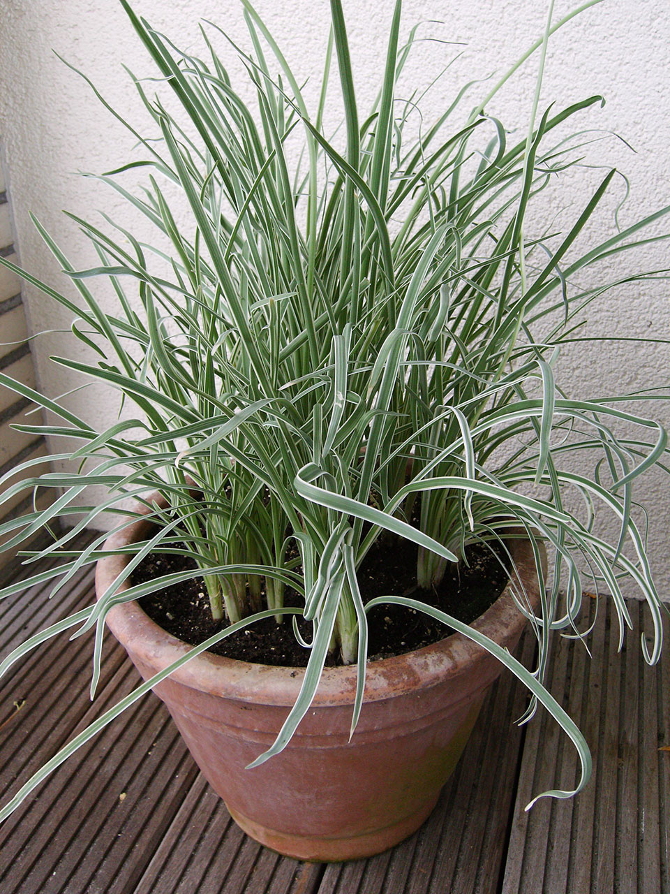 Knobi-Gras_Kuebel_1_s – Blu – Kräuter &amp; Gemüse - So gesund kann lecker ...