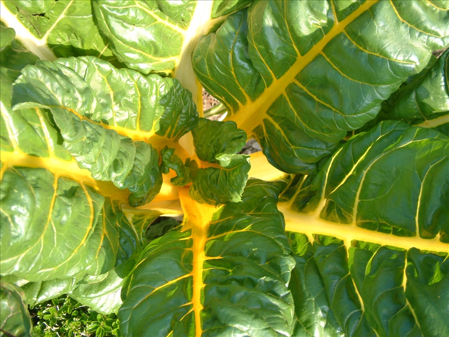 Mangold – Blu – Kräuter &amp; Gemüse - So gesund kann lecker sein.