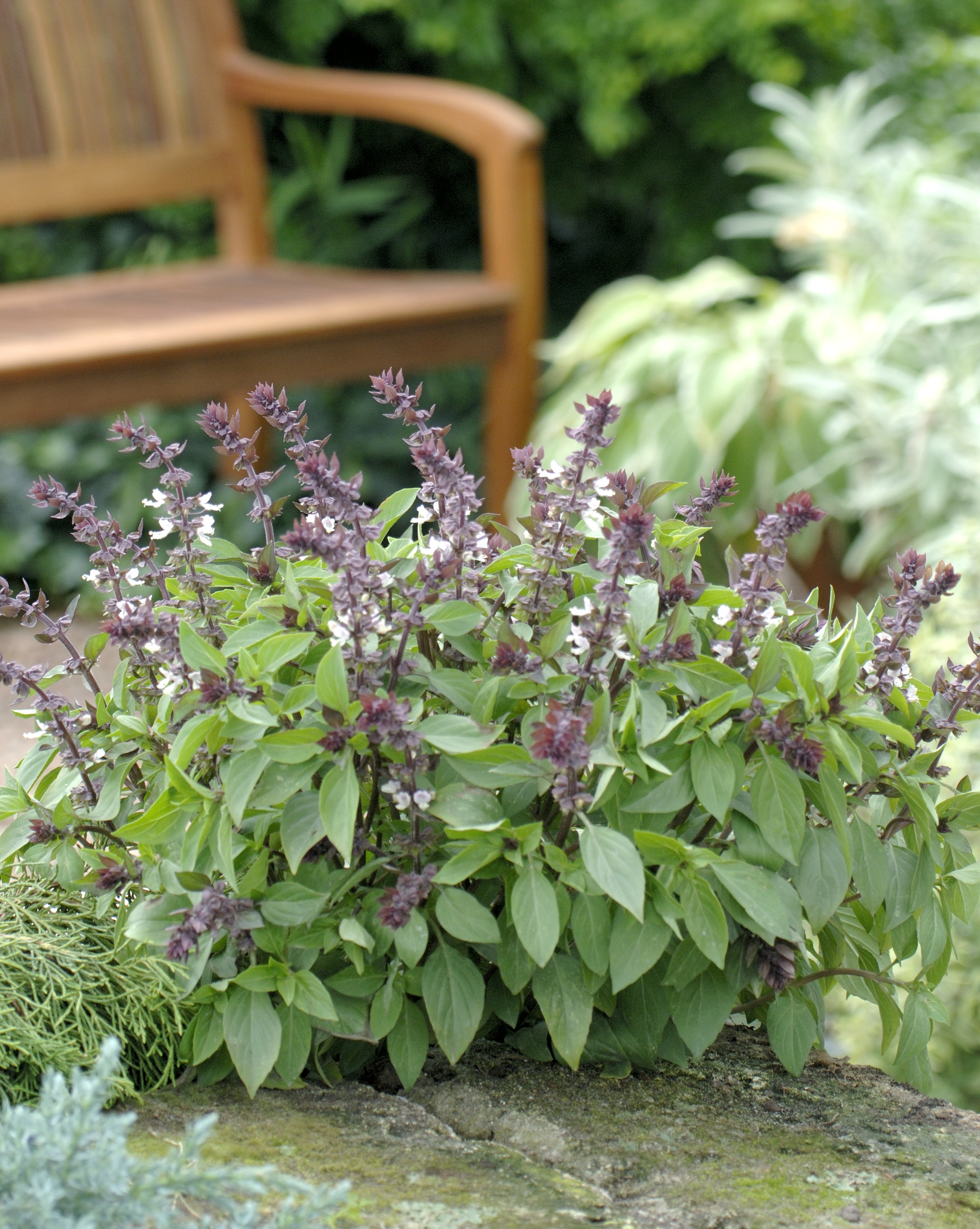 Thai-Basilikum_Garten1_ – Blu – Kräuter &amp; Gemüse - So gesund kann ...