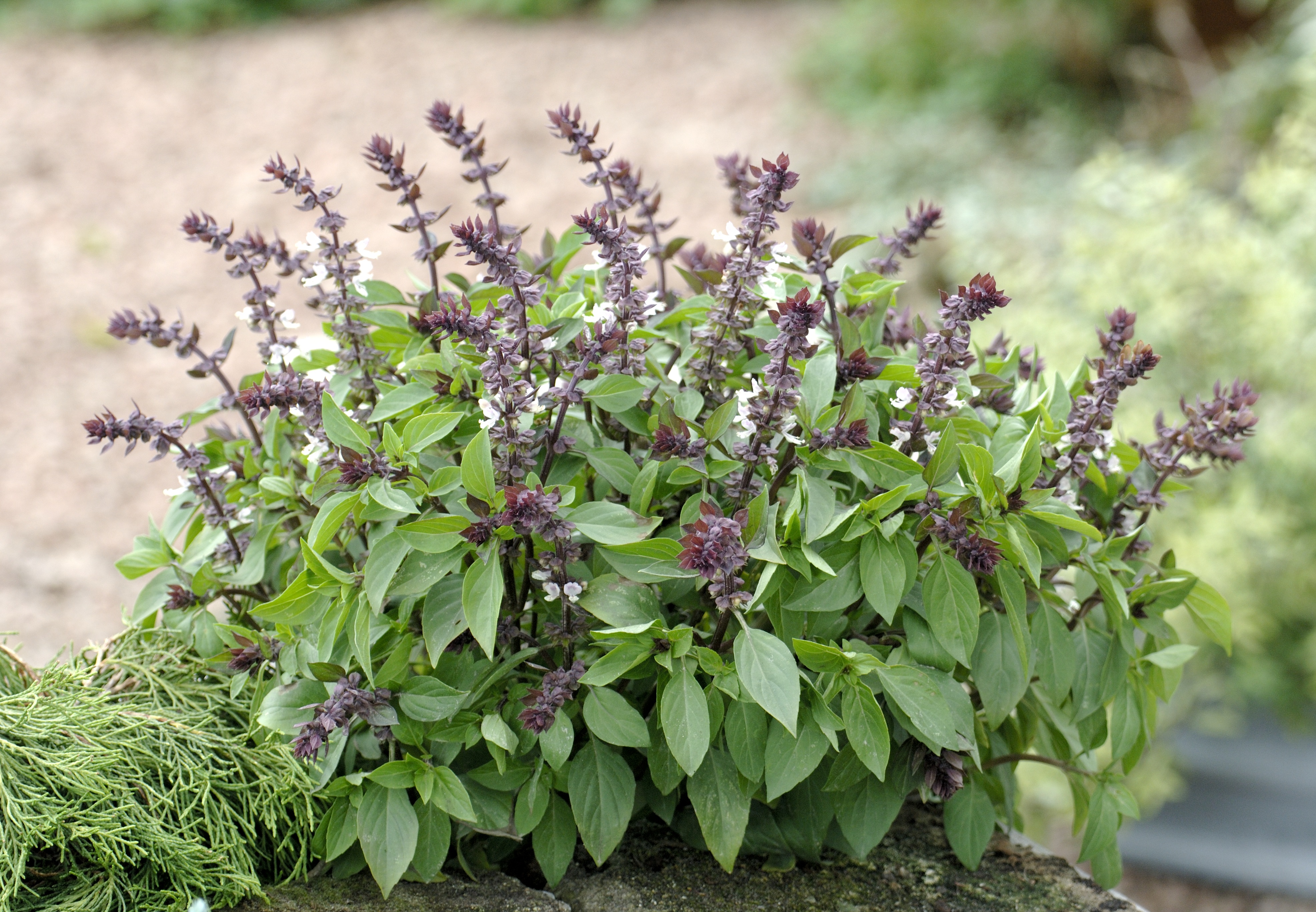 Thai-Basilikum_Garten2_ – Blu – Kräuter &amp; Gemüse - So gesund kann ...