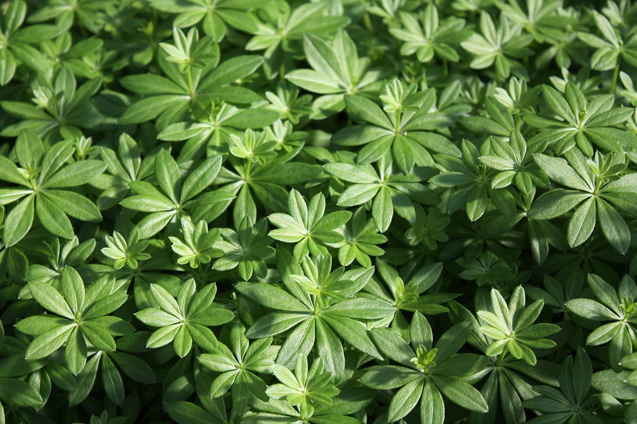 Waldmeister – Blu – Kräuter &amp; Gemüse - So gesund kann lecker sein.