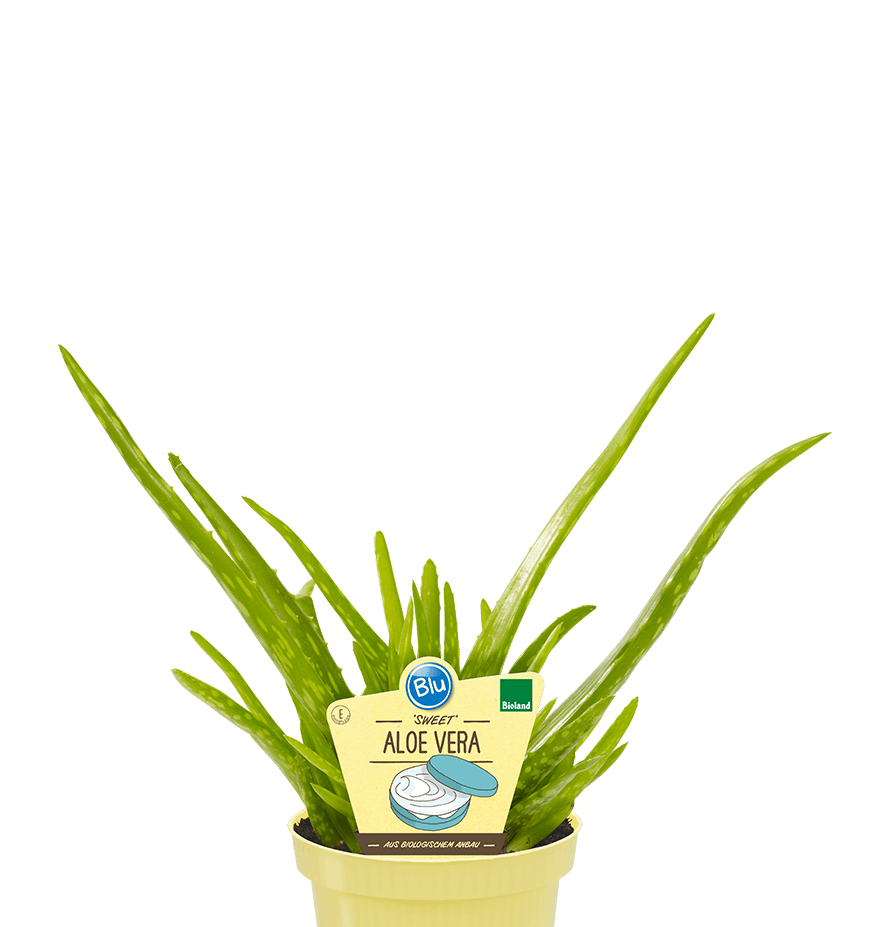 Blu - ’Sweet‘ Aloe vera