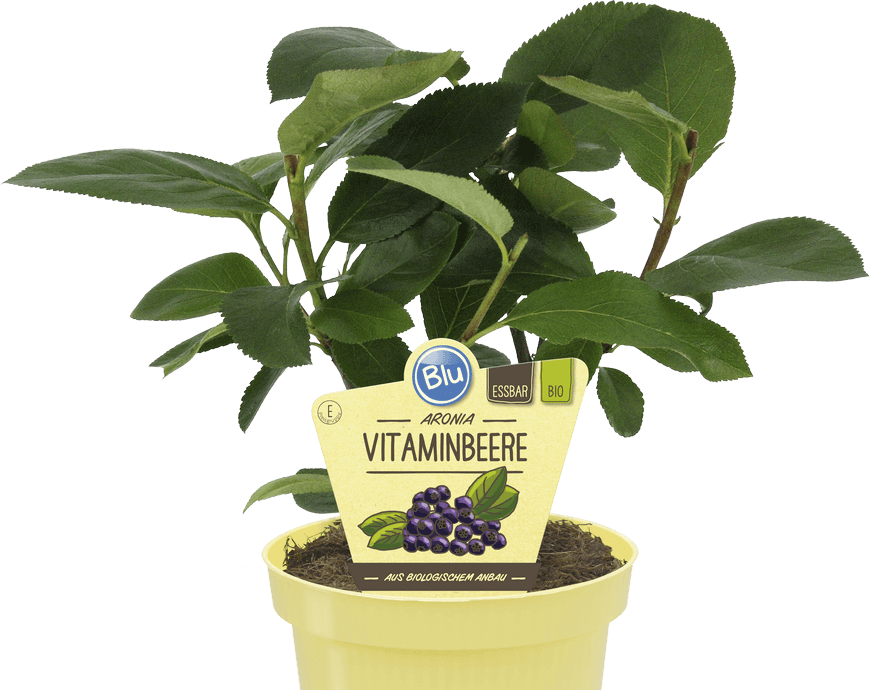 Blu - Aronia Vitaminbeere