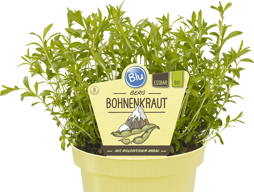 Blu - Berg Bohnenkraut