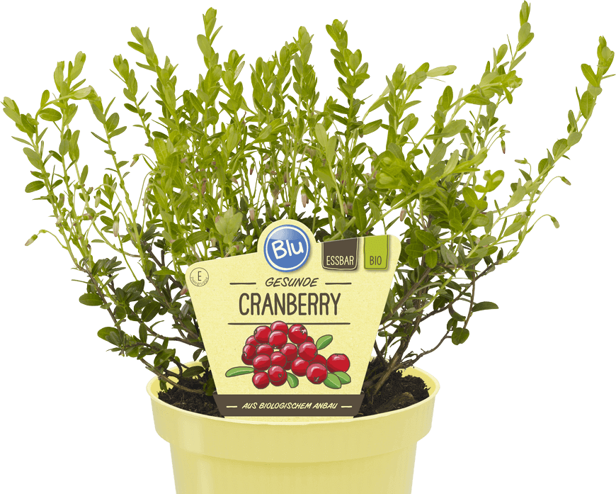 Blu - Gesunde Cranberry