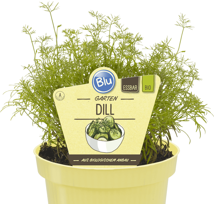 Blu - Garten Dill