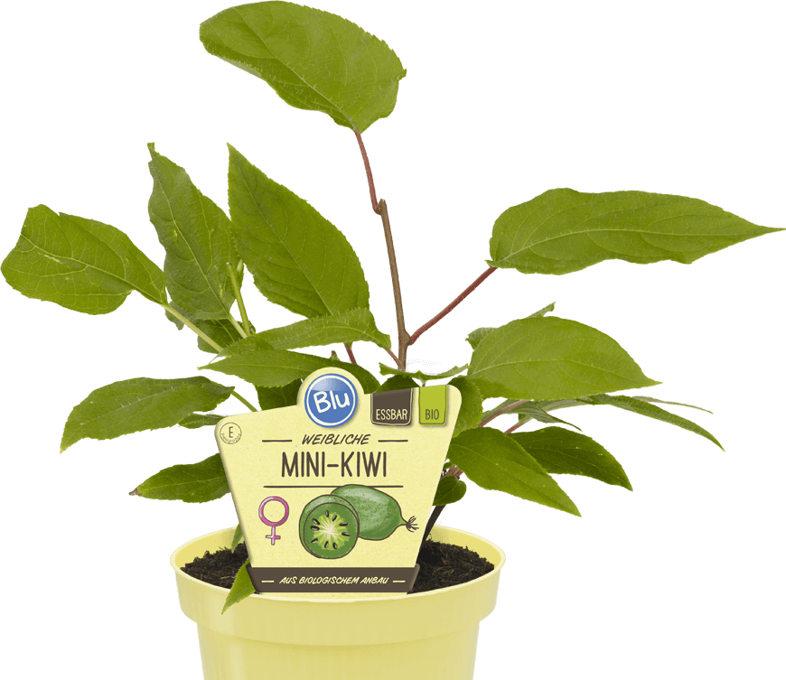 Blu -  Mini-Kiwi