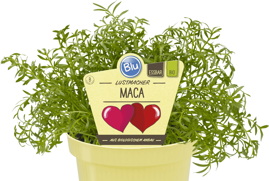 Blu - Lustmacher Maca