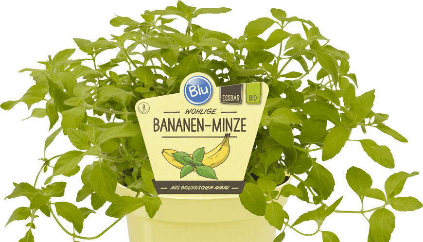 Blu - Wohlige Bananen-Minze