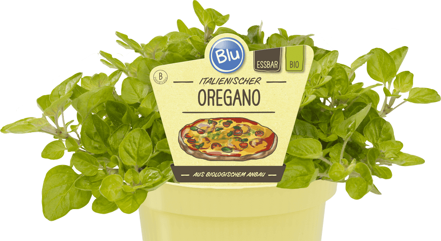 Blu - Italienischer Oregano