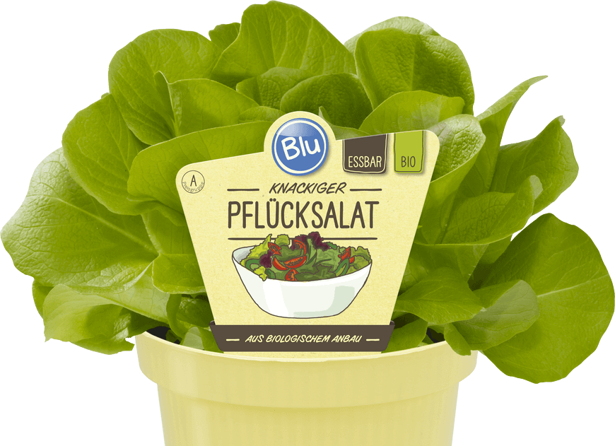 Blu - Knackiger Pflücksalat