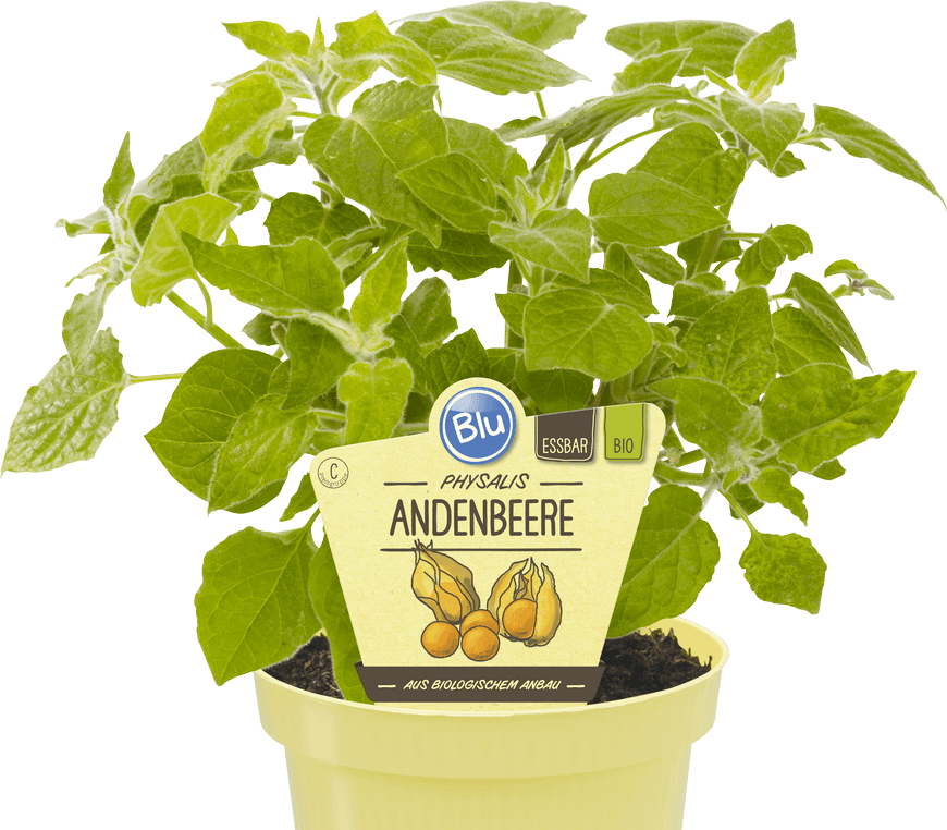 Blu - Physalis Andenbeere