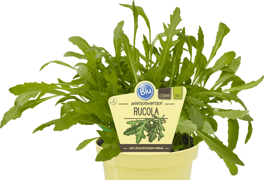 Rucola winterhart – Blu – Kräuter & Gemüse - So gesund kann lecker | 