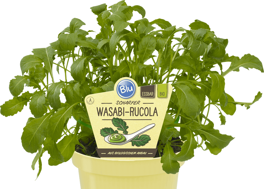 Blu - Scharfer Wasabi-Rucola