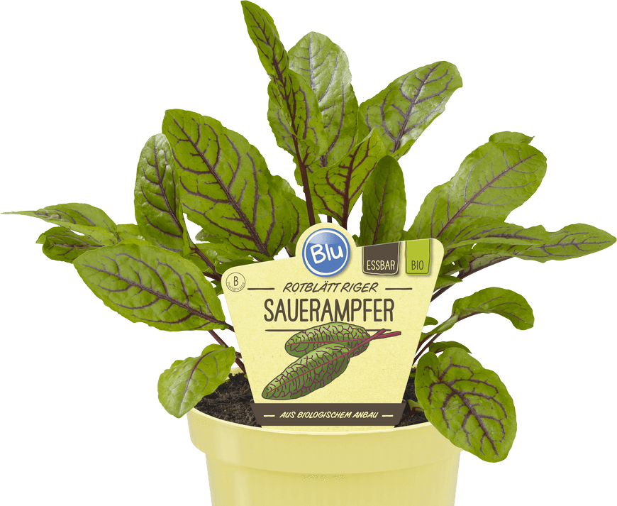 Sauerampfer – Blu – Kräuter &amp; Gemüse - So gesund kann lecker sein.