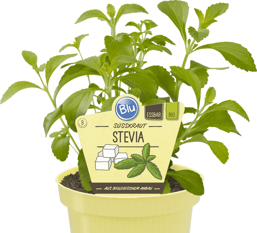 Blu - Süsskraut Stevia