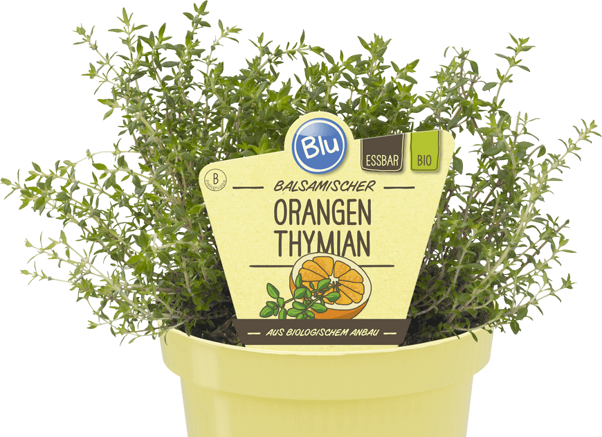 Blu - Balsamischer Orangen Thymian