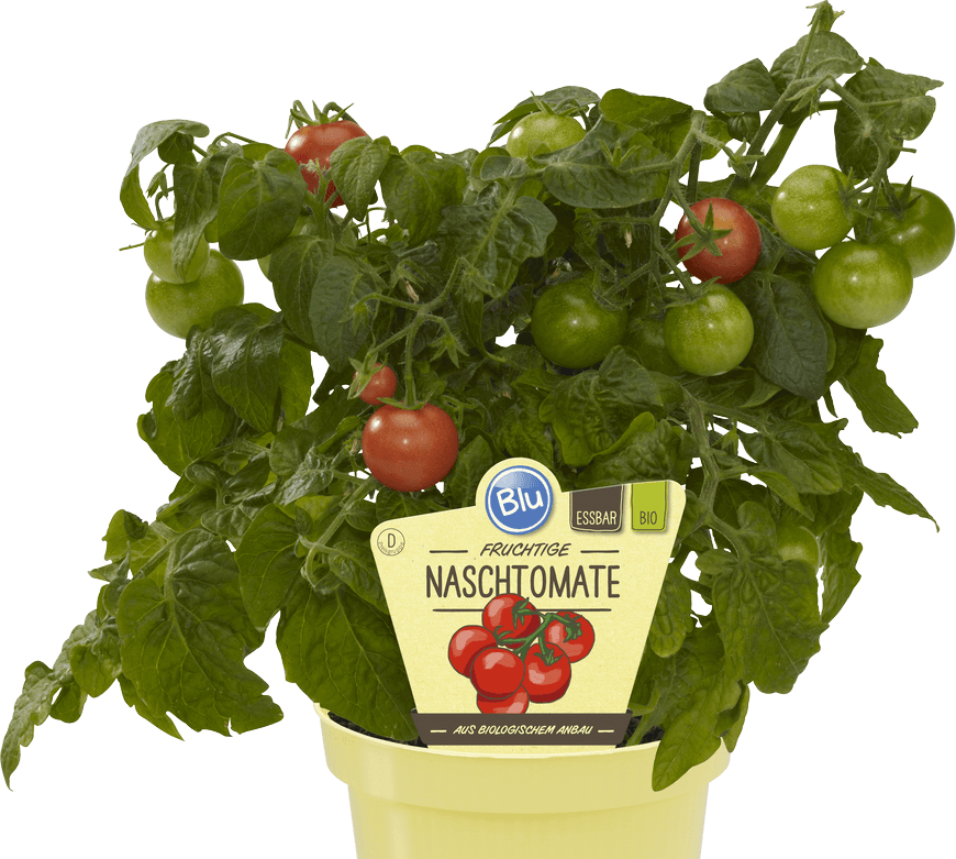 blu_tomate_naschtomate_comp – Blu – Kräuter &amp; Gemüse - So gesund kann ...