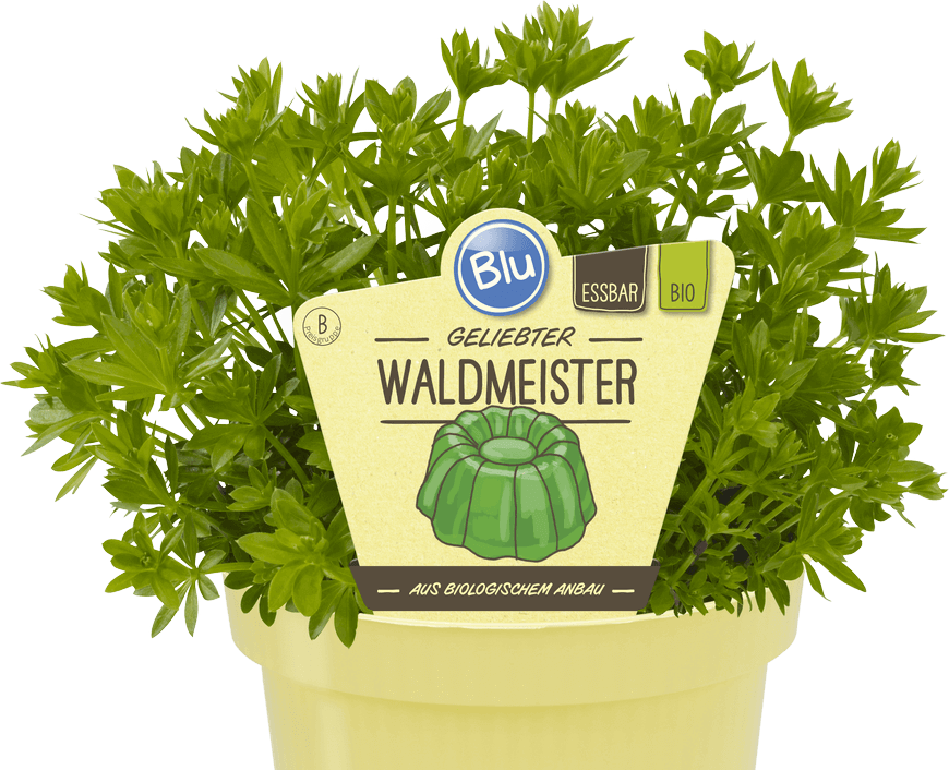 Blu - Geliebter Waldmeister