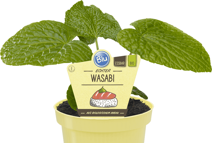 Blu - Echter Wasabi