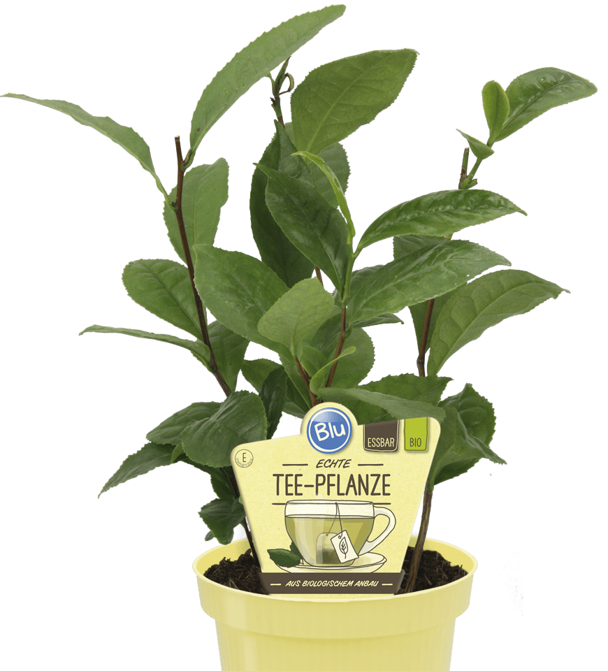 Blu - echte Tee-Pflanze