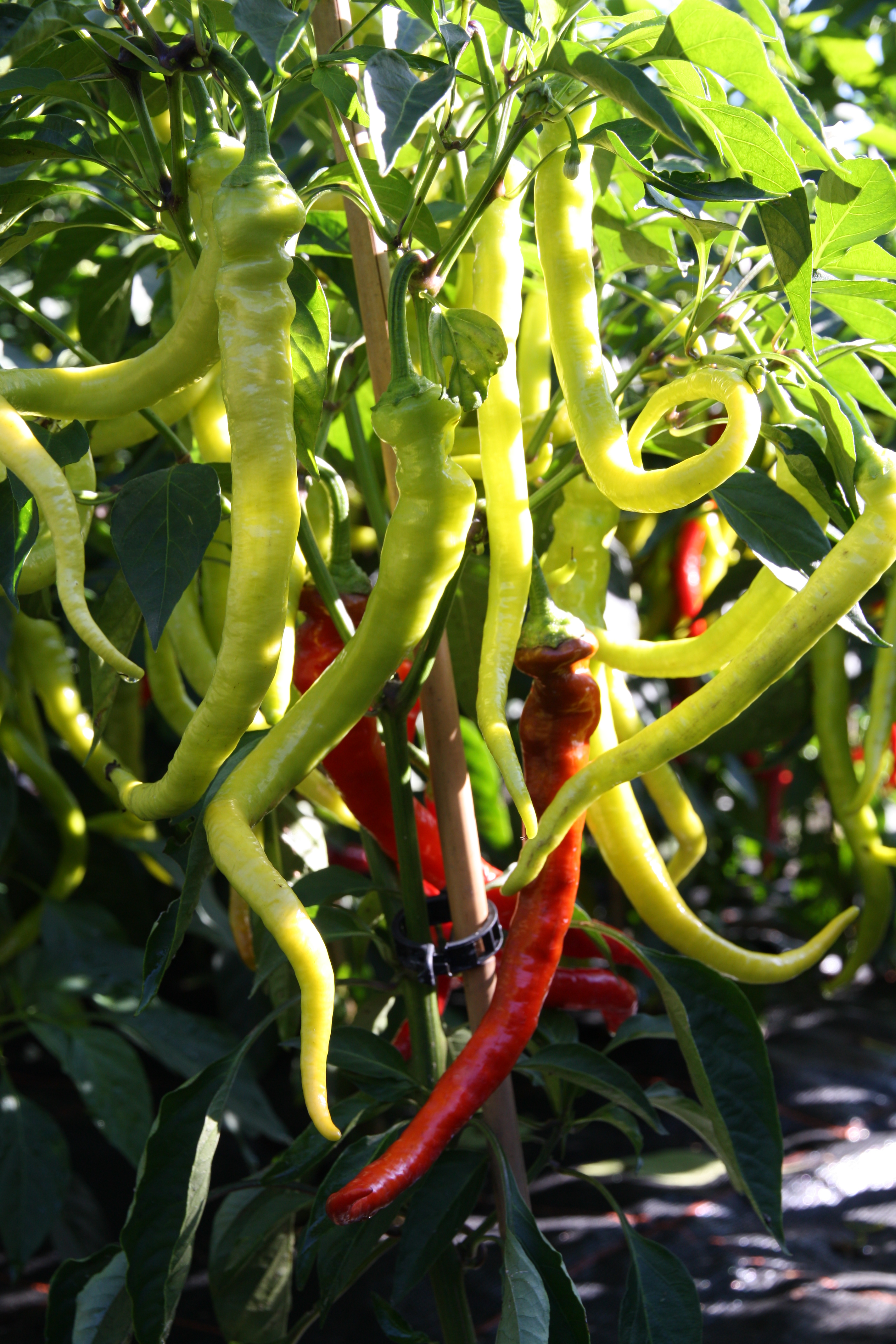 chili_milder-spiral_7444 – Blu – Kräuter &amp; Gemüse - So gesund kann ...