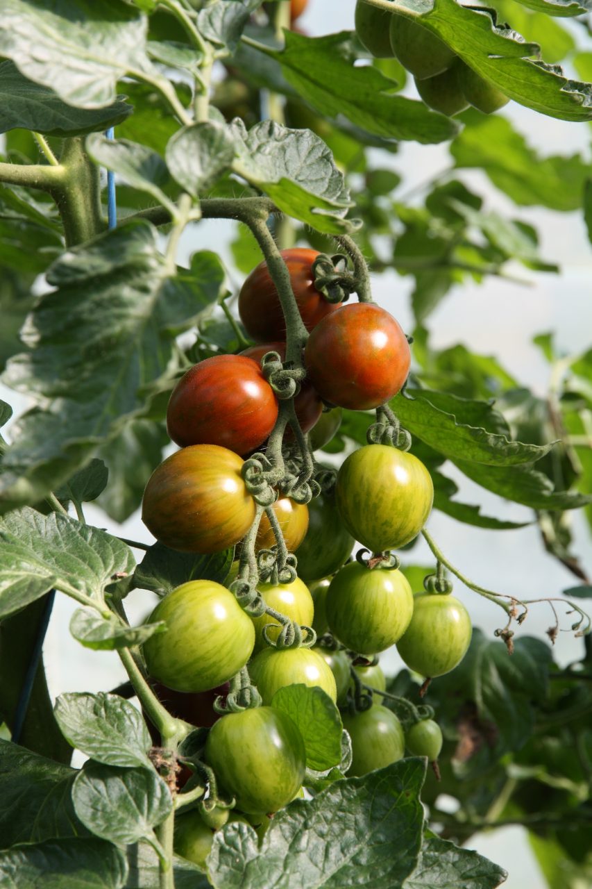 Tomate Balkonia – Blu – Kräuter &amp; Gemüse - So gesund kann lecker sein.