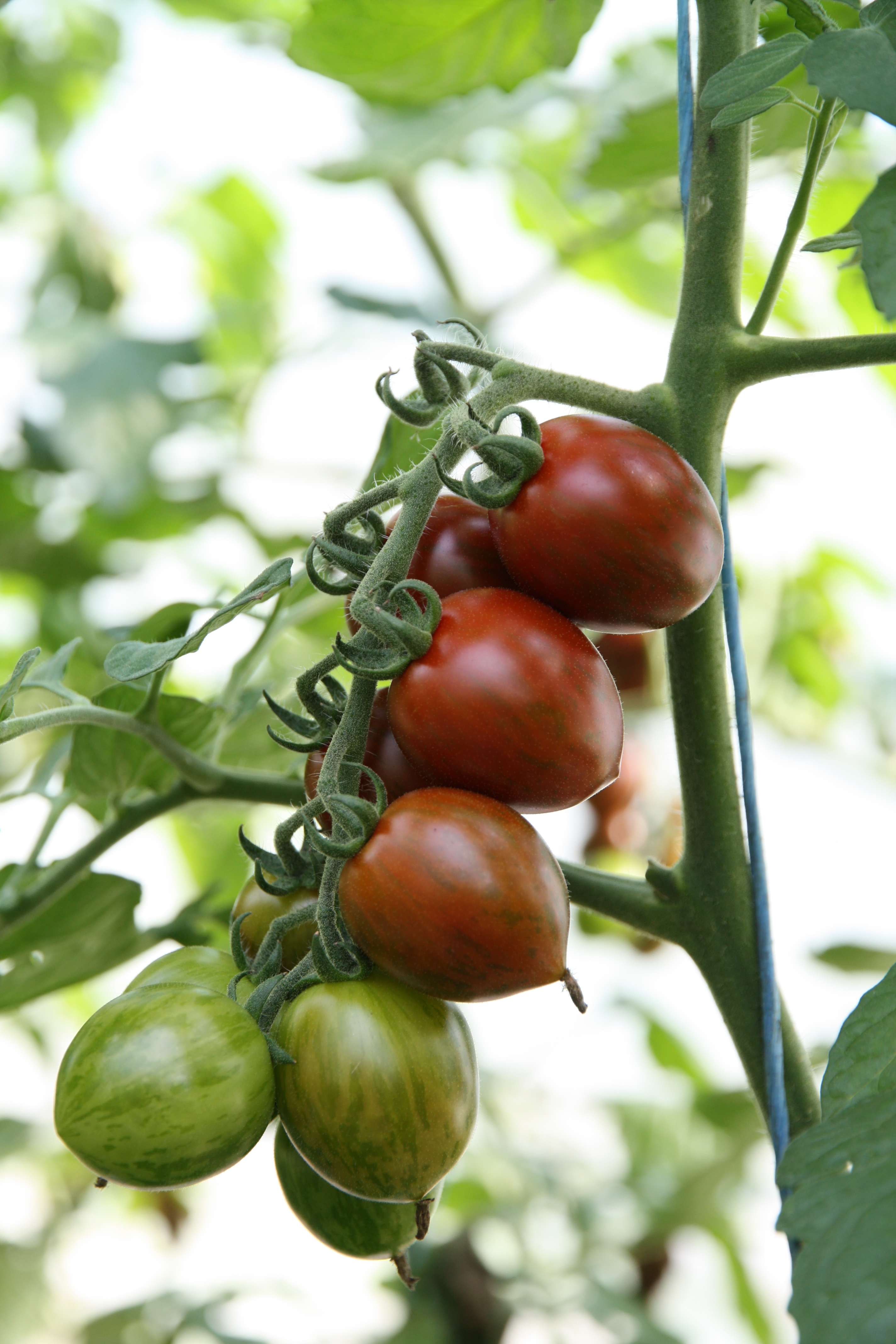 tomate_balkonia_7518 – Blu – Kräuter &amp; Gemüse - So gesund kann lecker sein.