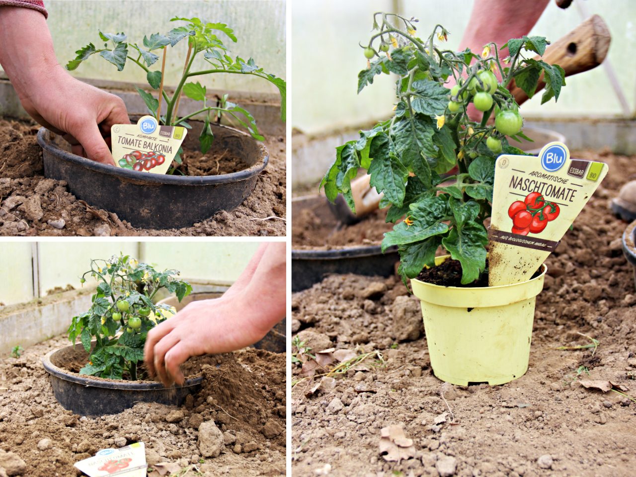 Tomate Balkonia – Blu – Kräuter &amp; Gemüse - So gesund kann lecker sein.