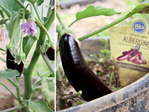 Bio Bullhorn Chili - Blu Capsicum annuum Bullhorn günstig kaufen