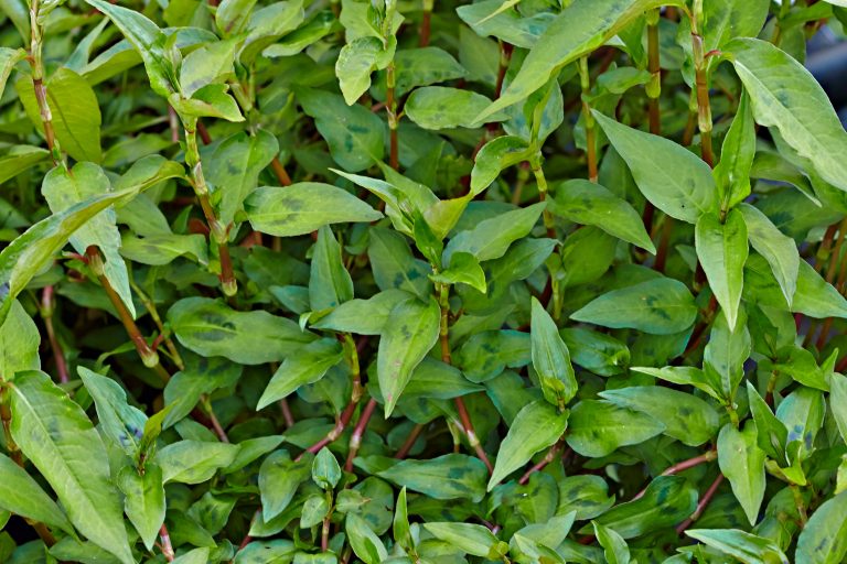 Vietnamesischer Koriander – Blu – Kräuter &amp; Gemüse - So gesund kann ...