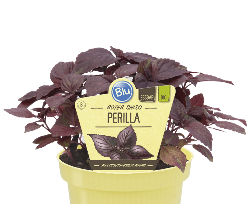 Blu - ROTER SHISO Perilla