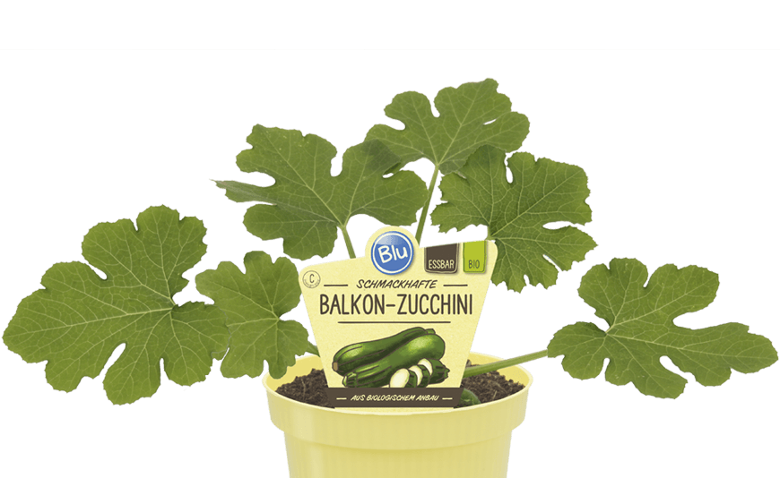 Blu - Schmackhafte Balkon-Zucchini