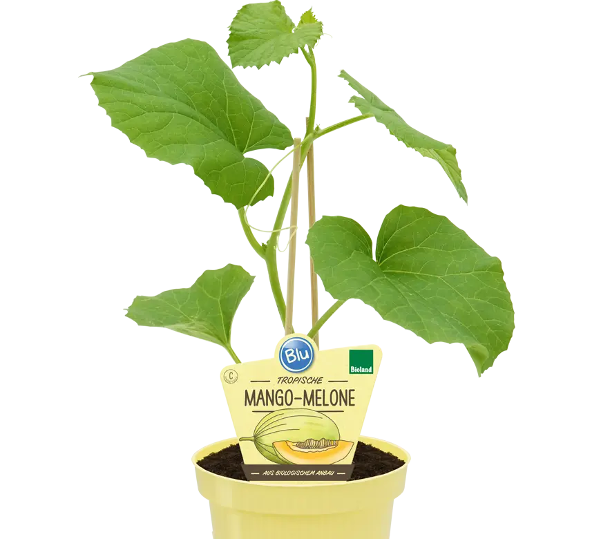 Blu - Tropische Mango-Melone