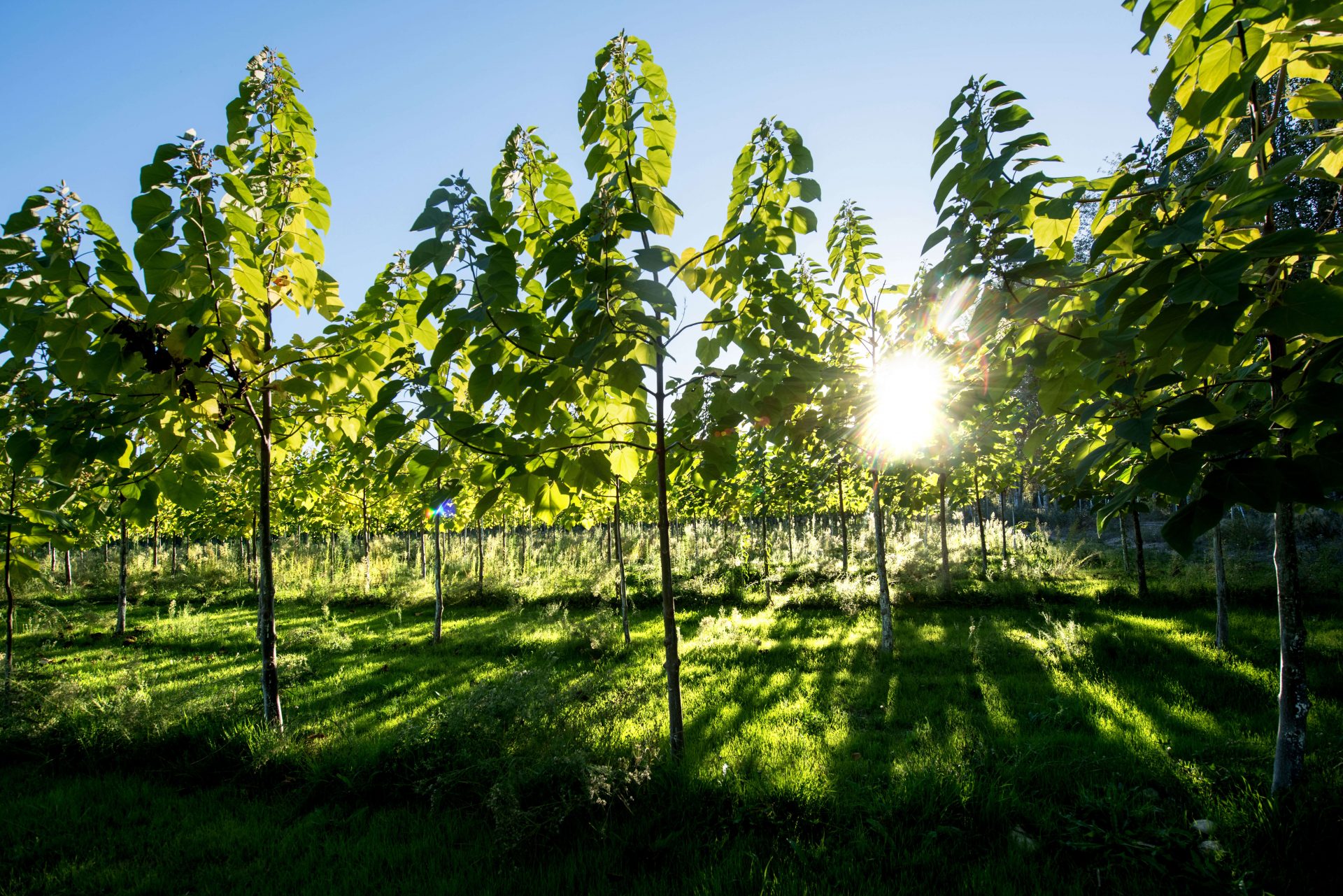 Blu_Kiribaum_WeGrow_Bild_5_s – Blu – Kräuter &amp; Gemüse - So gesund kann ...