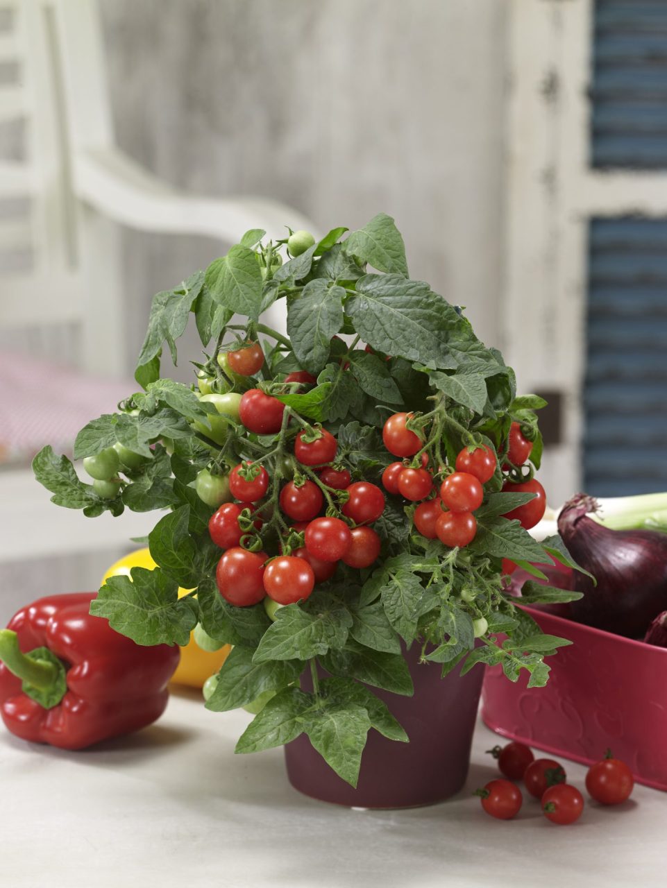 Tomate Mini-Tom – Blu – Kräuter &amp; Gemüse - So gesund kann lecker sein.