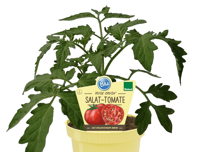 Blu - ‘Rose Crush‘ Salat-Tomate