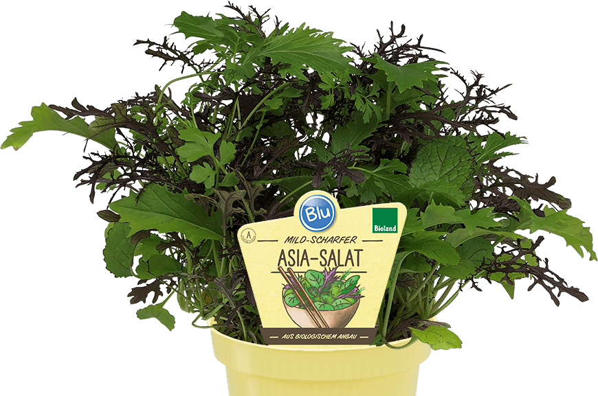 Blu - mild-scharfer Asia-Salat