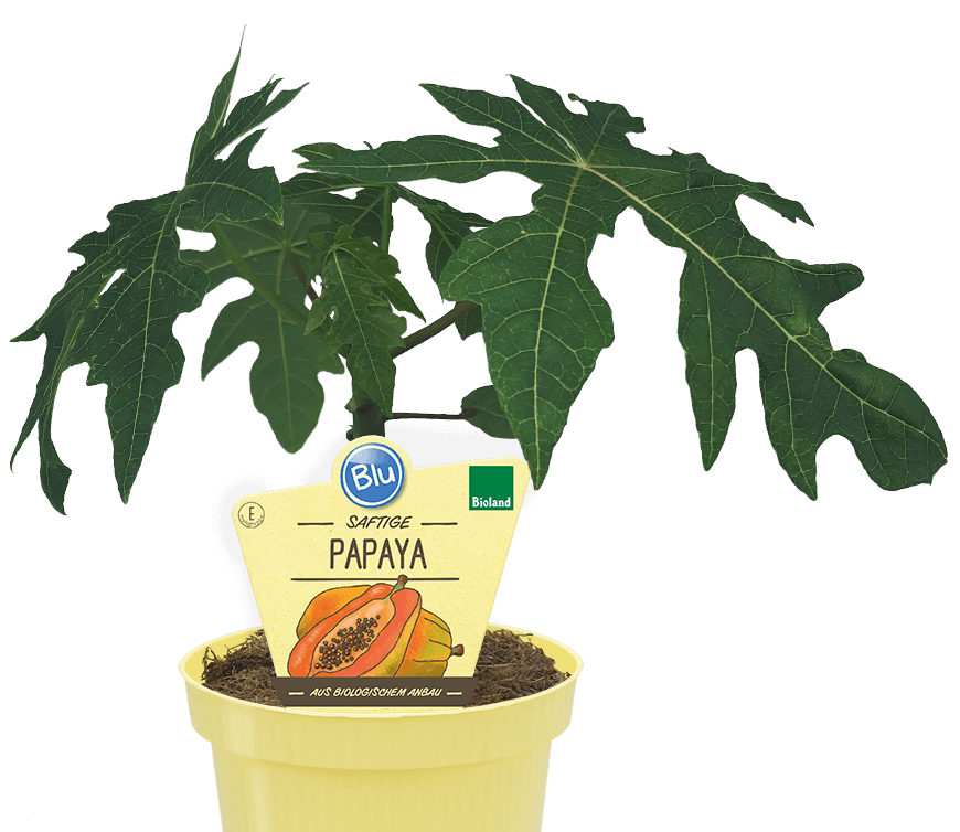 Blu - Saftige Papaya