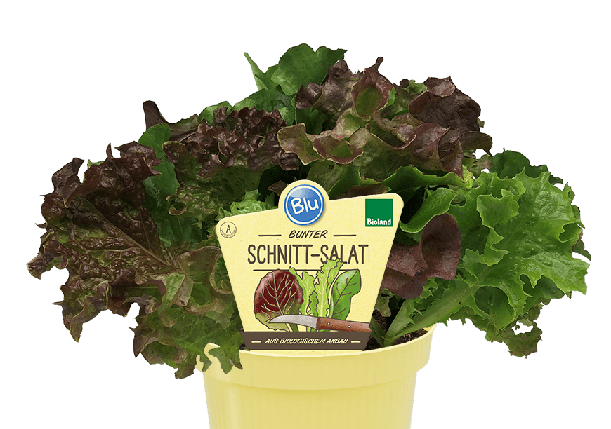 Blu - bunter Schnitt-Salat